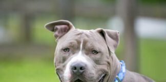 Pit bull attack