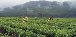 Expanding South Africa's agricultural exports